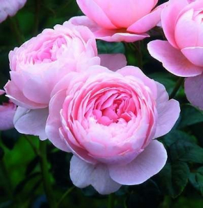 Прекрасная роза из Шведского королевства